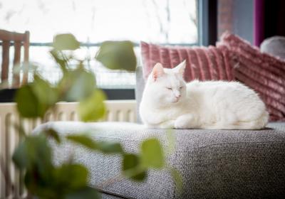 foto van kat op een bank voor de verwarming