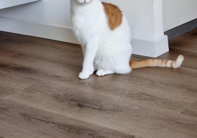 Huiskamervloer met kat