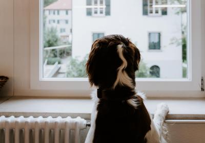 Foto van een hond bij radiator