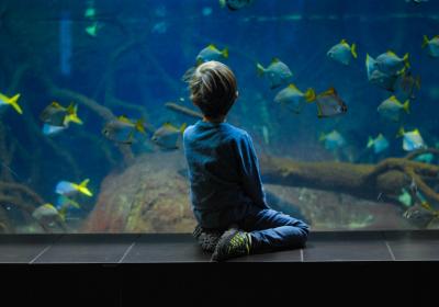 Kind bij aquarium