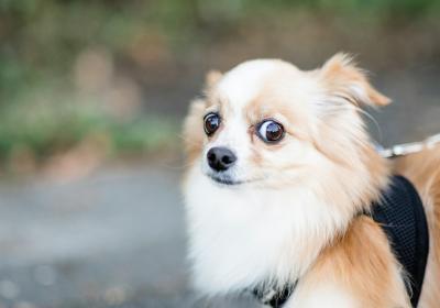 Hond die het niet begrijpt