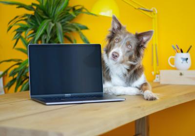 Hond bij een laptop 