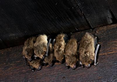 Slapende vleermuizen