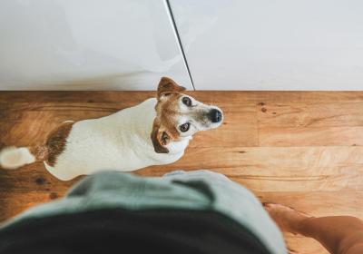 Foto van vloer en hond