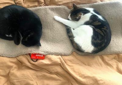 Katten op een warmtekleedje