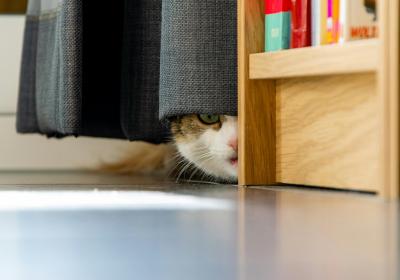 Poes kijkt onder het gordijn door 