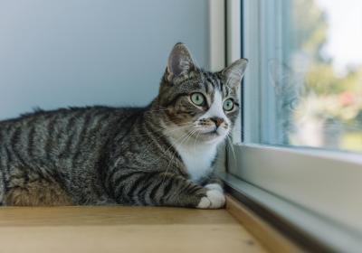 Kat in het raamkozijn