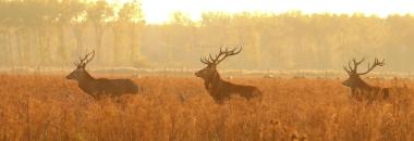 Natuur in Oostvaarders Plassen 